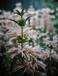 Image result for Leonotis decadonta