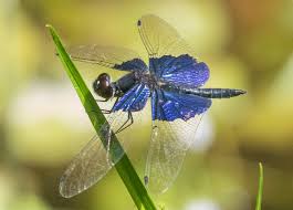 Image result for Pteleopsis anisoptera
