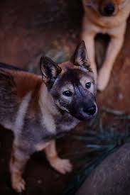 Part of the fun of bringing home a new dog or puppy is choosing his name. 115 Korean Dog Names The Paws