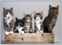 Do you have to register a persian cat as a breeding cat? The Maine Coon Litter Size How Many Kittens Can You Expect From A Female Maine Coon Maine Coon Expert