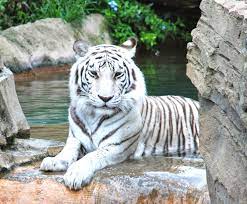 Posts About Snow Tigers On Spinningpixels Snow Tiger Tiger Pictures Pet Tiger