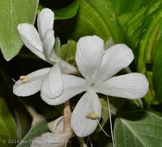 Image result for Barleria albostellata