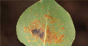 Image result for Pycreus melas