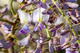 Maybe you would like to learn more about one of these? 11 Great Vine Plants For Your Garden