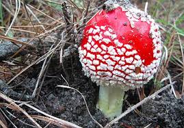 Cat owners should keep these out of cat's reach in every form, including raisin bagels or grape juice. How To Safely Eat Amanita Muscaria
