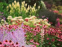 With other perennials in front of: Expert Tips On How To Achieve Summer Garden Borders Best Herbaceous Border Plants And Ideas