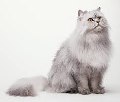 بالصور 4 من أشهر أنواع القطط اعرفها إذا كنت ترغب في تربيتها Pets Grow