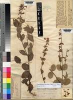 Image result for Syncolostemon welwitschii