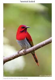 Name Birds That Start With F Pin On God S Creatures Birds