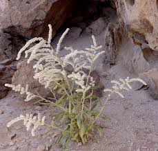 Image result for Aerva javanica