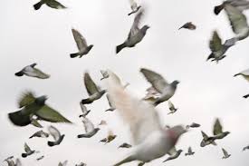 Amazing complete guide for pigeon fanciers. The Darkening System Winning Pigeon Racing And Racing Pigeons Strategies Pigeon Insider