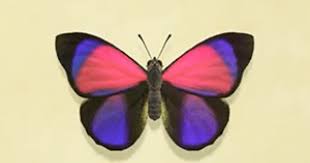 Maybe you would like to learn more about one of these? Acnh Agrias Butterfly How To Catch Price Animal Crossing Gamewith