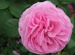 Middle notes are sandalwood, white musk and cedar; 10 Intensely Fragrant Roses To Plant In Your Garden The Mysterious World