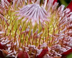 Image result for Protea cynaroides