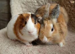 Baum's articles on pet care: Rabbits Or Guinea Pigs Which Is Best For You Pets4homes