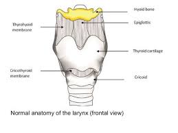 diagram of larynx