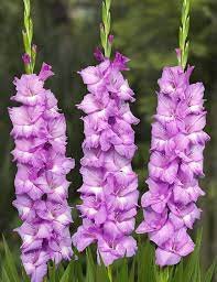 The August Birth Flower Is The Gladiolus Birth Flowers August Birth Flower Gladiolus Flower