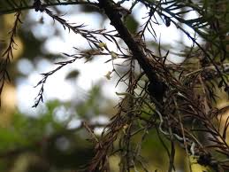 Image result for Orthochilus milnei