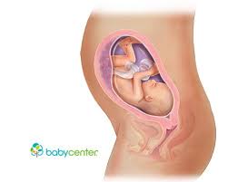 27 Weeks Pregnant Babycenter Desarrollo Fetal 30 Semanas De Embarazo 28 Semanas De Embarazo