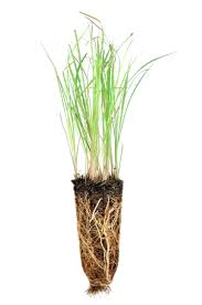 Image result for Andropogon