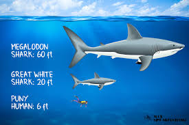 The megalodon shark is one of the most debated sharks in history. The Megalodon The Largest Shark That Ever Existed Max Spearfishing