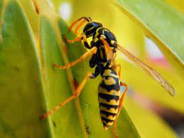Be vigilant at honey harvest. Natural Wasp Deterrent Eartheasy Guides Articles Eartheasy Guides Articles