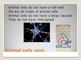 Lysosomes are involved with various cell processes. The Difference Between Plant And Animal Cells Animal Cells Can Not Make Their Own Food So They Have To Eat Food Do Not Go Through Photosynthesis Animal Ppt Download