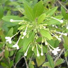 Image result for Volkameria