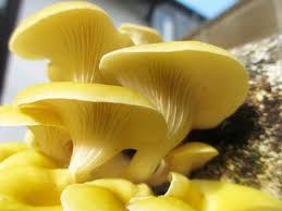 Silat 02 kodok masuk dalam ruma. Jual Bibit Jamur Tiram Kuning F1 Di Lapak Bibit Jamur Sumedang Bukalapak