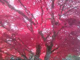 My 60 Year Old Red Maple Tree In Summer Red Maple Tree Maple Tree Red Maple