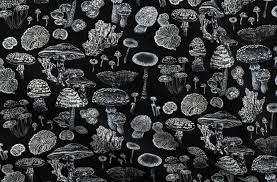 Multiple sizes available for all screen sizes. Colorful Fabrics Digitally Printed By Spoonflower Mushrooms Black White Witchy Pattern Witchy Wallpaper Witch Wallpaper Vintage Mushroom Art