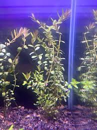 Image result for Marsilea vera