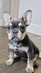 Maybe you would like to learn more about one of these? 9 Breeds Of Dogs That Were Bred In France Page 2 Of 3 Petpress French Bulldog Puppies Bulldog Puppies French Bulldog Wallpaper