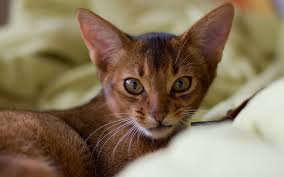 Masaustu Kedi Namlu Kulaklar Buyuk Kulakli 1680x1050 670727 Masaustu Arka Plan Hd Wallhere