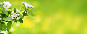 12,339,972 Spring Stock Photos - Free ...