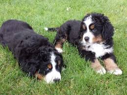 Mother is akc bernese mountain dog. Pin On Bernese Mountain Dog