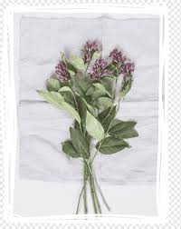 Watering these plants with rainwater would be ideal. Winter Jasmine Png Images Pngwing