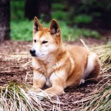 Dingo At Healesville Sanctuary In Australia Australian Wildlife Animal Guides Dog Lovers