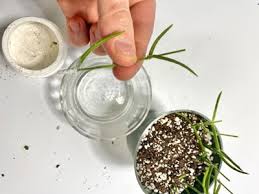 If your soil mix is too heavy—say a really peaty mixture—then you risk the substrate holding too much water. Hoya Linearis Propagation Step By Step Guide With Pictures