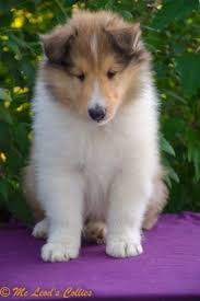 american collies switzerland in 2020 collie american ausstellung