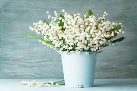 Check spelling or type a new query. 14 429 Bouquet De Muguet Imagenes Y Fotos 123rf