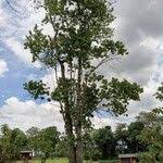 Image result for Croton macrostachyus