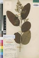 Image result for Ozoroa reticulata