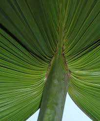 Image result for Livistona chinensis