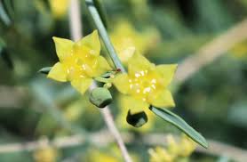 Image result for Helinus spartioides