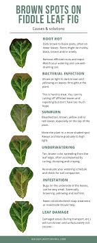 Common Fiddle Leaf Fig Problems With Visual Guide Houseplant Central In 2020 Fig Plant Plants Fiddle Leaf Fig