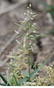 Image result for Eragrostis cilianensis