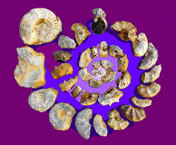 We did not find results for: Mineralienmuseum Pforzheim Fossiler Muschelkalk 10 Ceratitenschichten Und Ceratiten