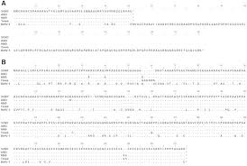 Orf 1 mainly shows films, tv series and sporting events; Bioedit Alignments Of Orf 2 A And Orf 1 B Aminoacid Sequences Download Scientific Diagram