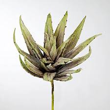 The tiarella plant can grow in either shady or partially shaded areas and likes a cool acidic soil (ph 5 to 6), that is rich, well drained, and moist. Foam Flower Kaktus Farbe Grun Braun 100 Cm Dekoblume Zweig Lifestyl 18 42